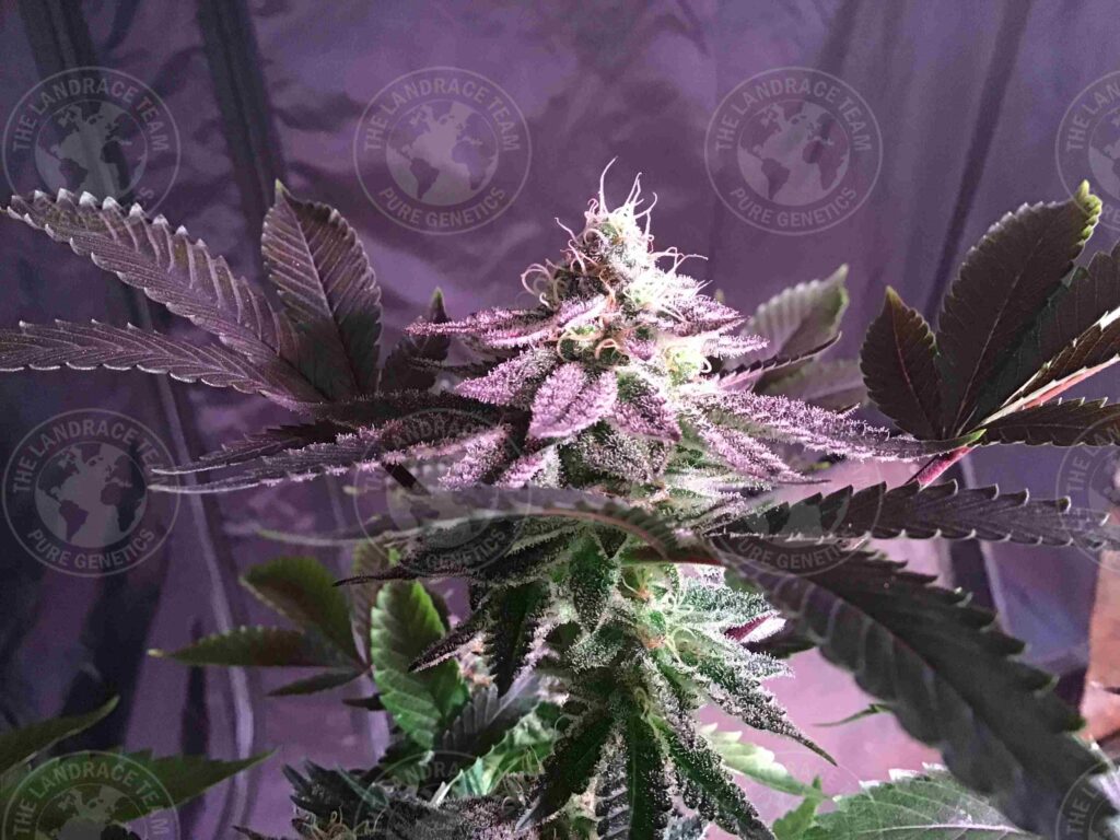 ROMULAN X PAKISTAN1975