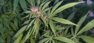 UZBEKISTAN NIGERIAN PURPLE