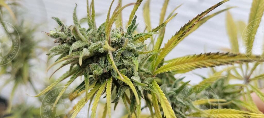 MEXICAN DEATH SATIVA