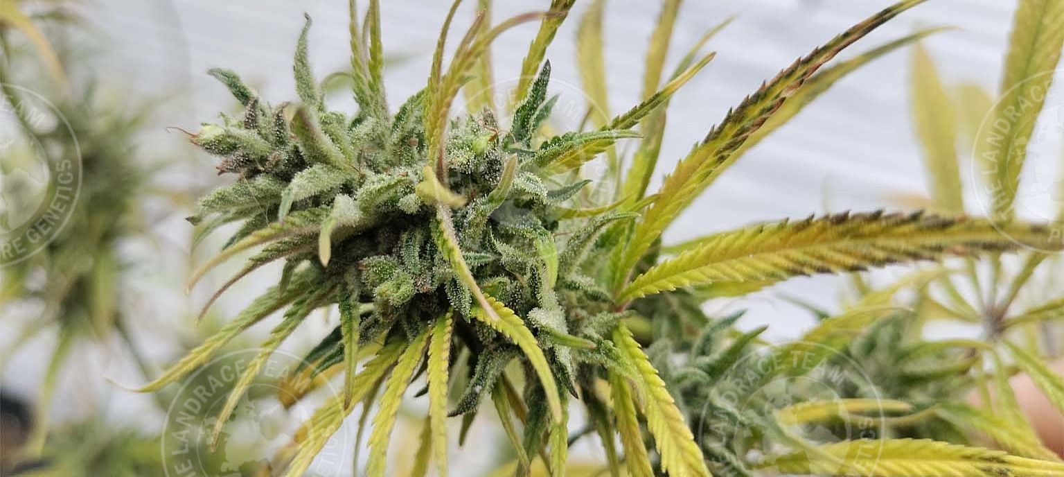 MEXICAN DEATH SATIVA