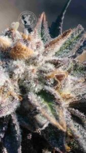 ORANGE BLOSSOM SPECAL