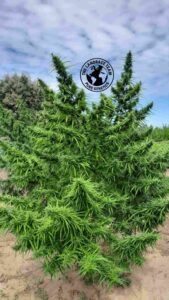 THAI STICK NAKHON PHANOM