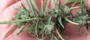 SENEGAL - CASAMANCE #1