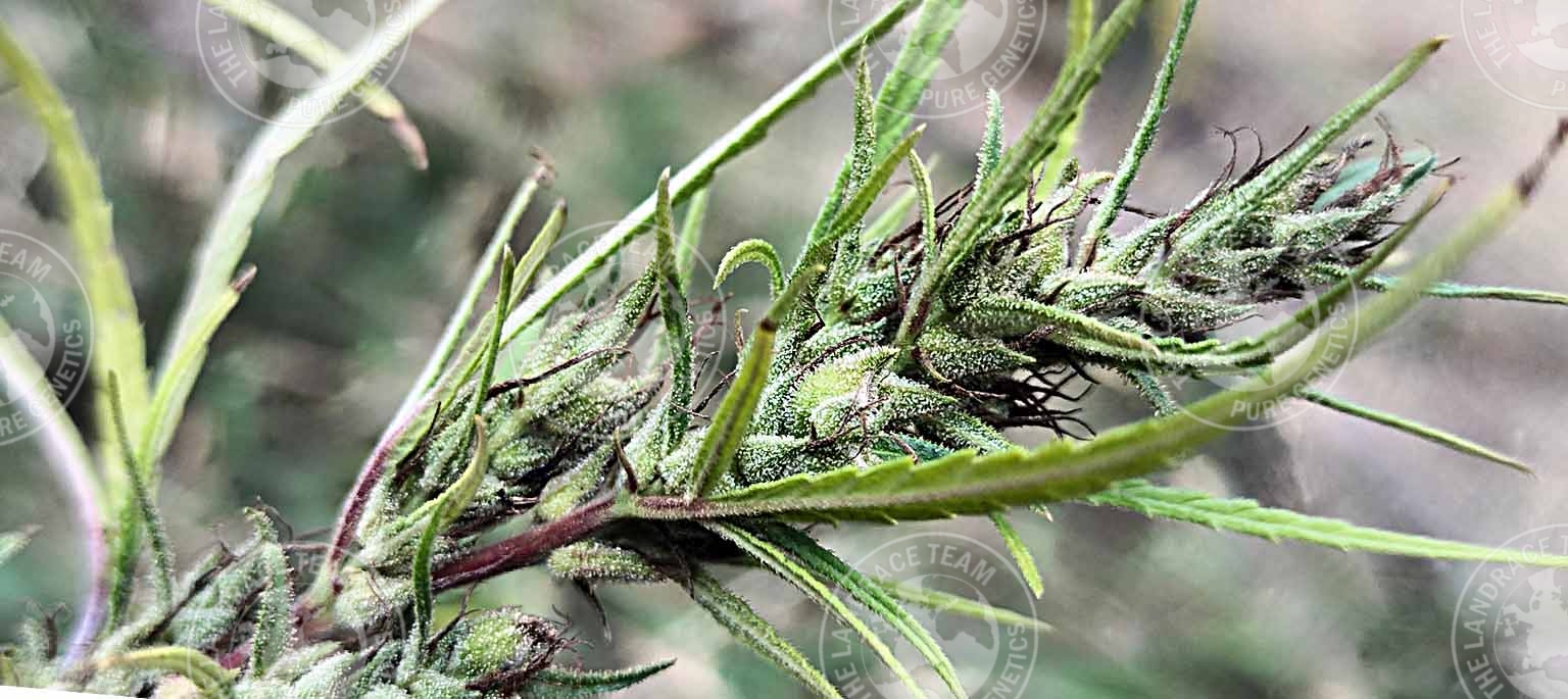 SENEGAL - CASAMANCE #1