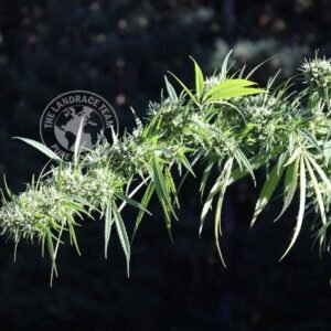 ACAPULCO GOLD