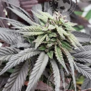 BUBBA KUSH