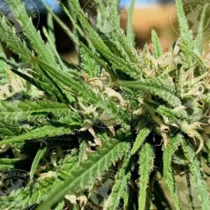CAPTAIN MORGAN (Fem.)