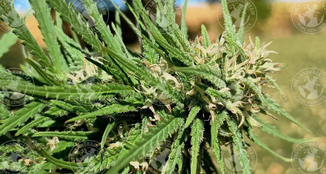 CAPTAIN MORGAN (Fem.)