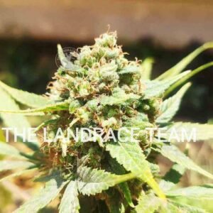 CHITRAL