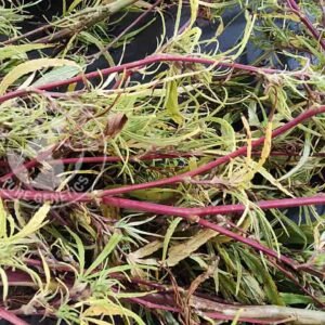 CONGO RED STEM