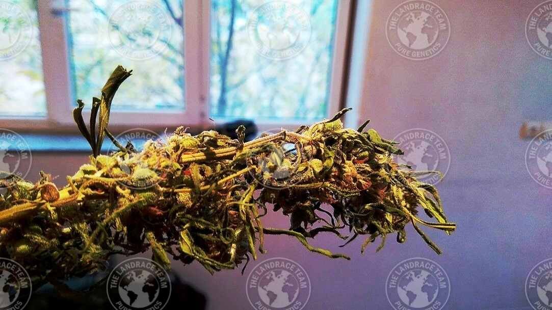 IRAN - HAMEDAN - Image 2