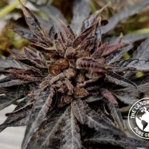 KANDAHAR PURPLE