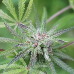 KASHMIR PURPLE