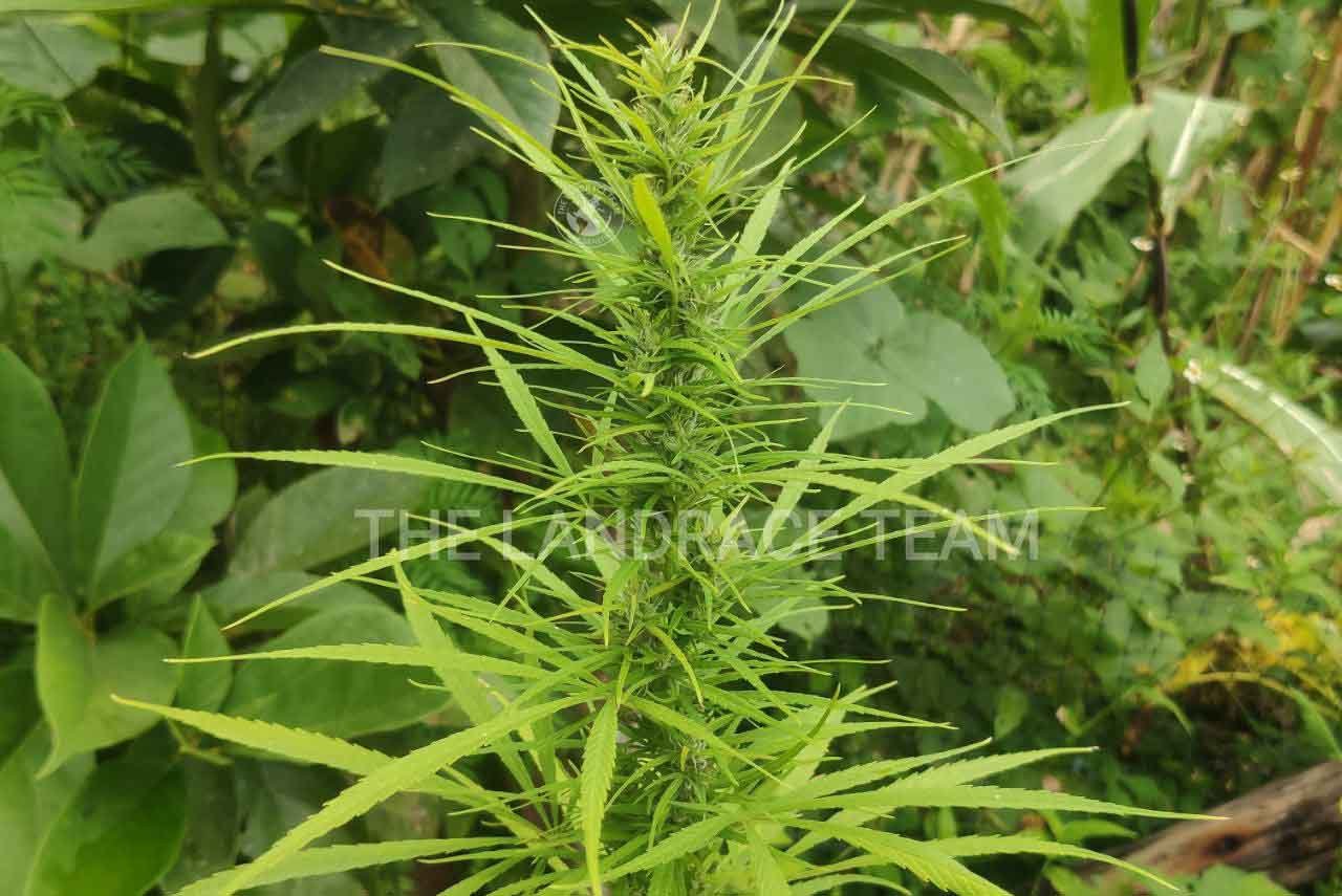 KIBUNGAN (PHILIPPINES)