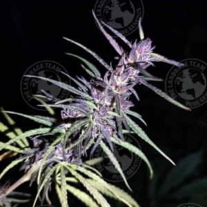 UZBEKISTAN x LAGKITAN PURPLE