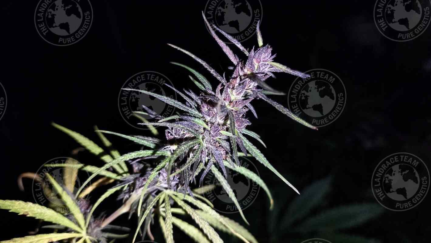 UZBEKISTAN x LAGKITAN PURPLE
