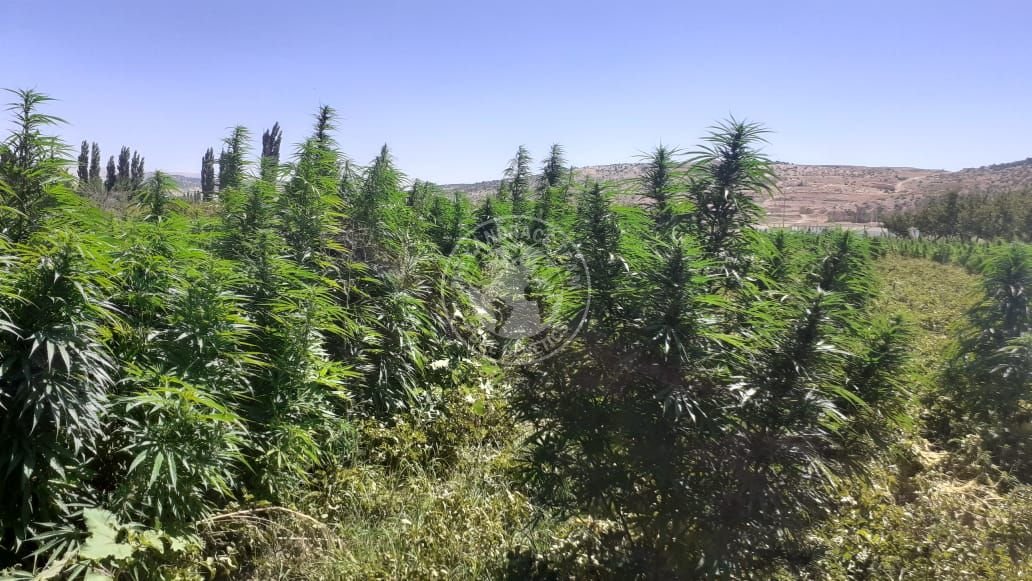 LEBANESE