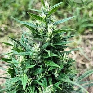 LEMON THAI