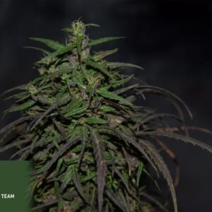Colombian Black (Llanera)