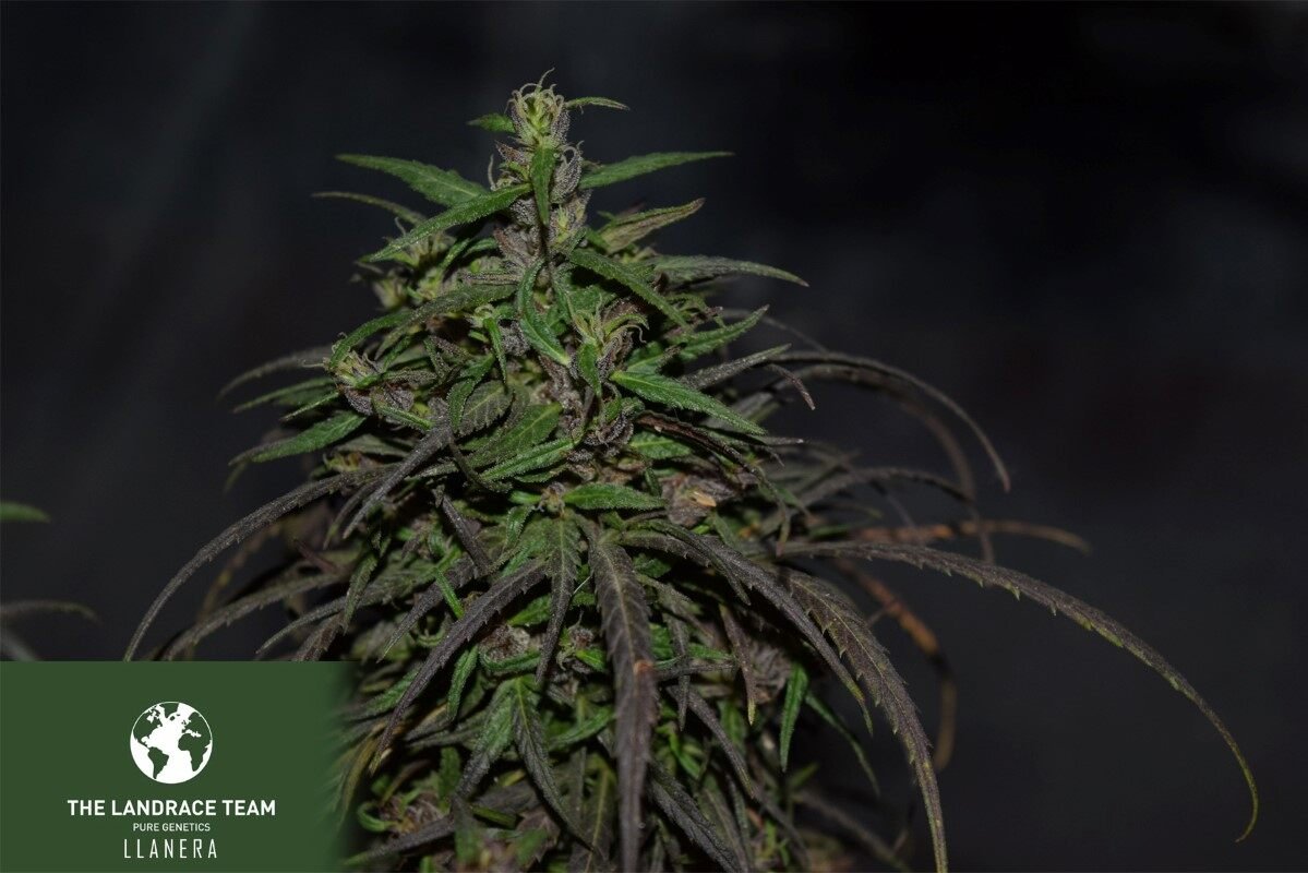 Colombian Black (Llanera)