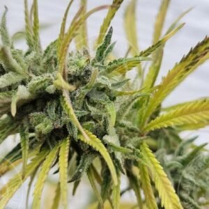 MEXICAN DEATH SATIVA