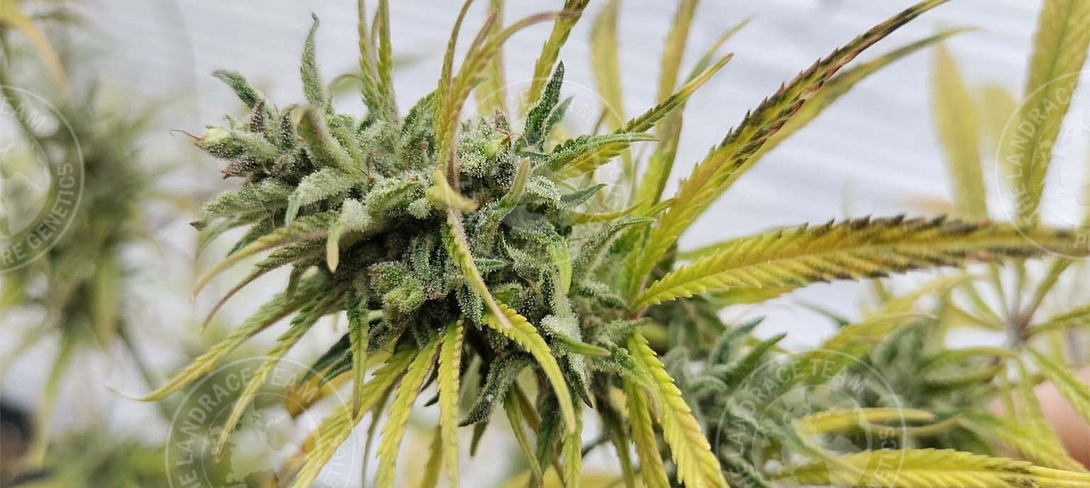 MEXICAN DEATH SATIVA