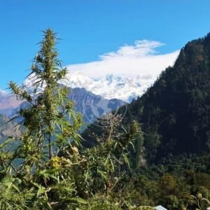 NEPALESE