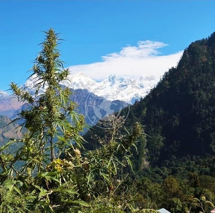 NEPALESE