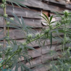 OAXACANAMA HAZE