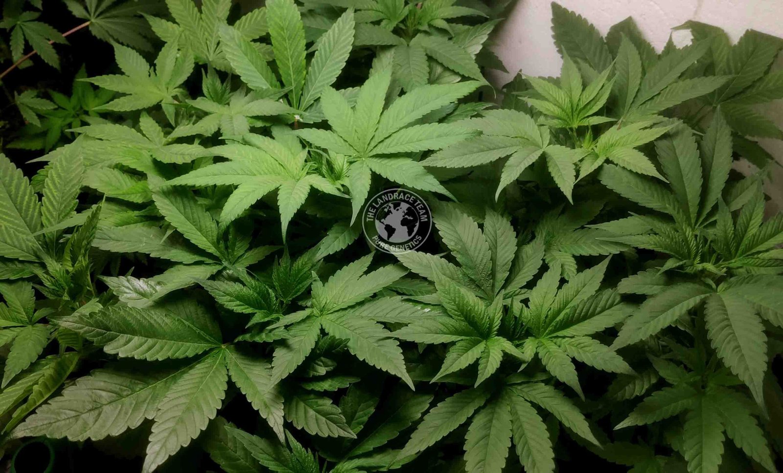 PINE TAR KUSH (PTK) - Image 2