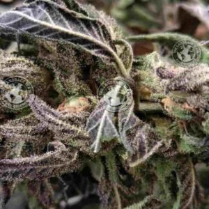 PINE TAR KUSH (PTK)