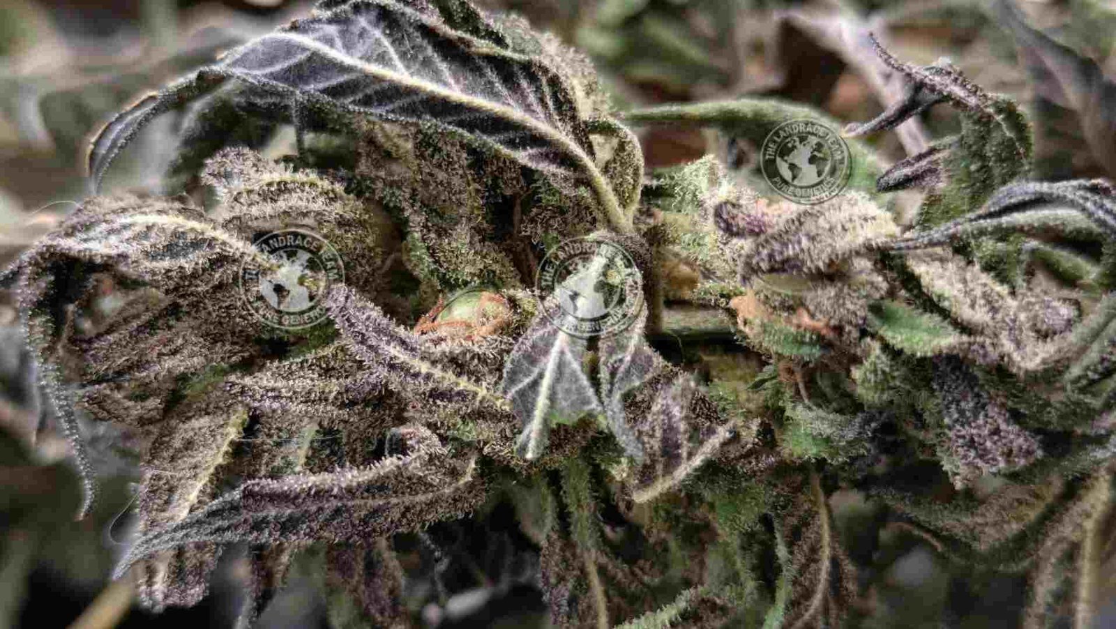 PINE TAR KUSH (PTK)