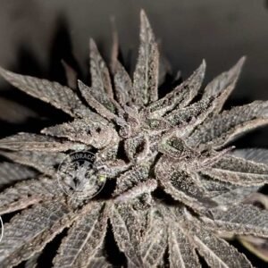 PTK x DEEP CHUNK