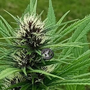 PURPLE GIN
