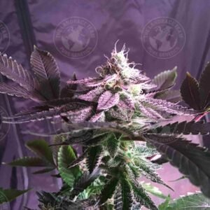 ROMULAN x PAKISTAN75