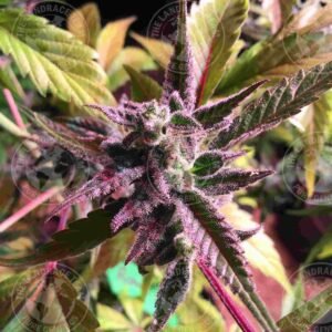ROMULAN x CTS