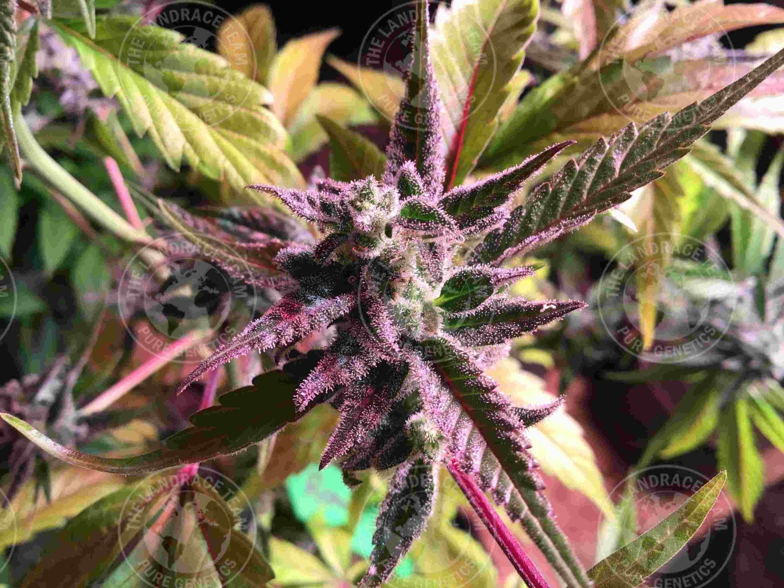 ROMULAN x CTS