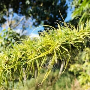 COLOMBIAN GOLD HIGHLAND