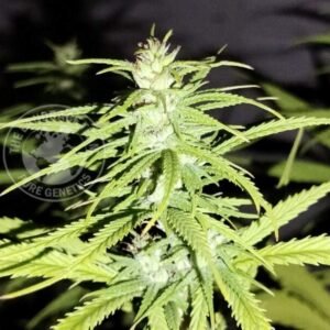 COLOMBIAN GOLD LOWLAND