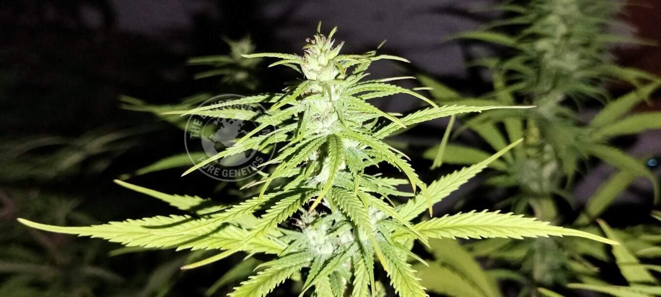 COLOMBIAN GOLD LOWLAND