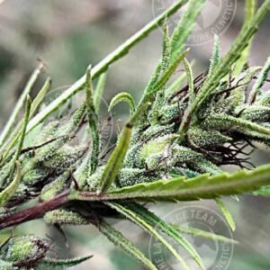 SENEGAL - CASAMANCE #1