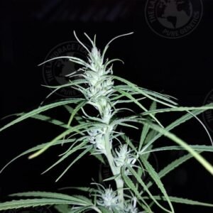 THAI FANG