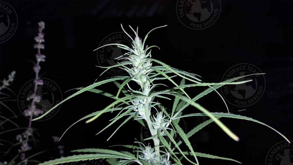 THAI FANG
