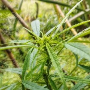 THAI SQUIRREL TAIL