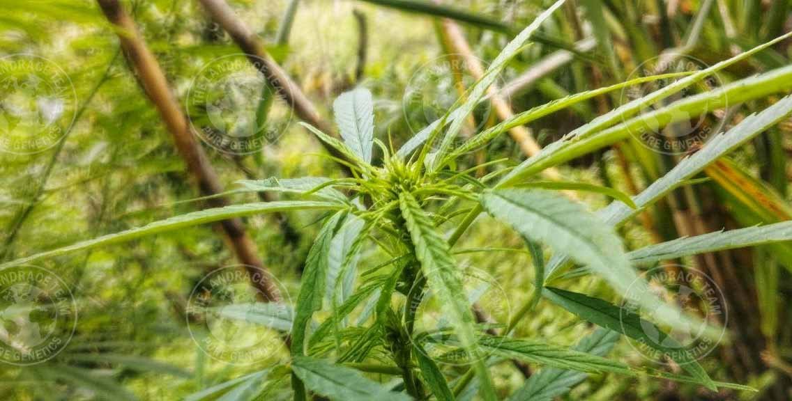 THAI SQUIRREL TAIL