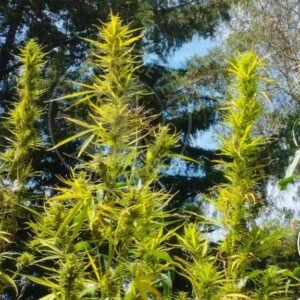 THAI MANGO