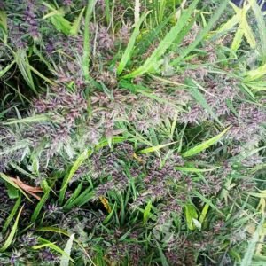THAI PURPLE