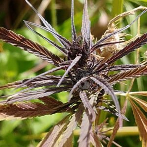 THAI STICK ISAAN