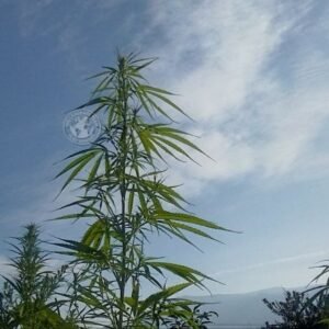 THAI TIGER TAIL