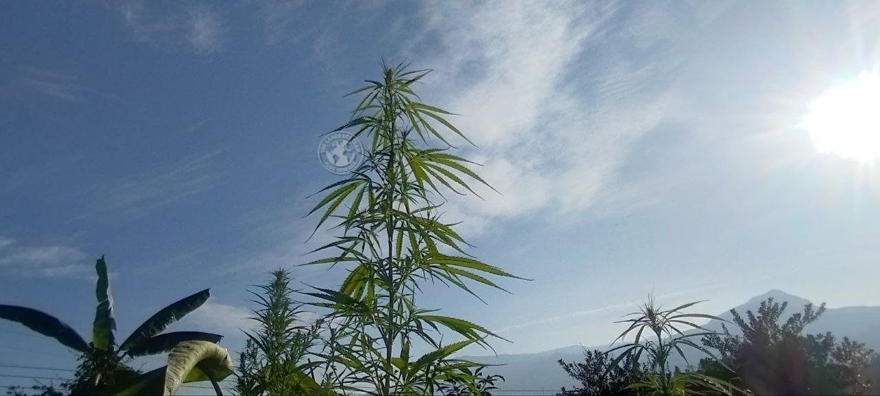 THAI TIGER TAIL